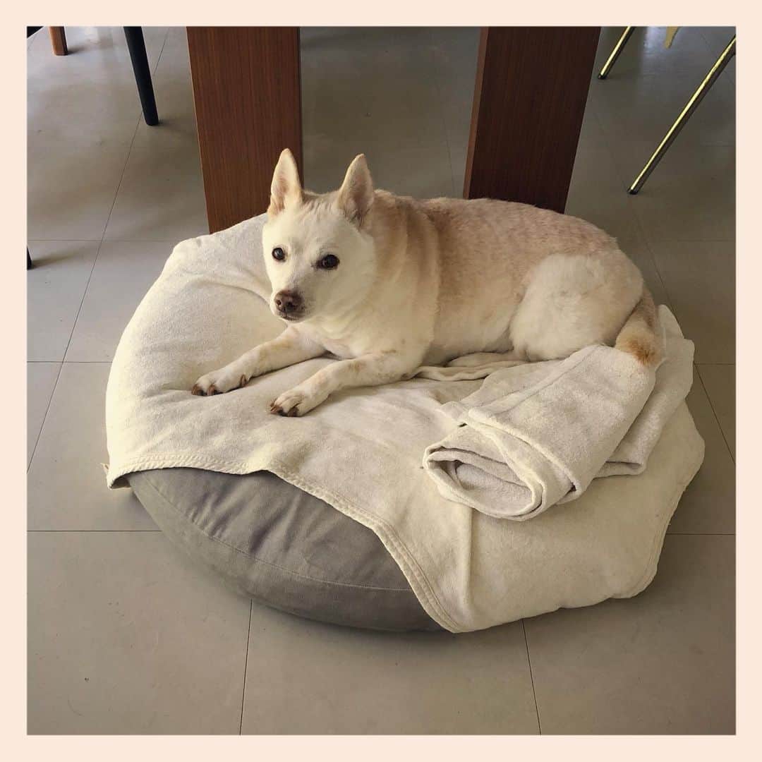 パンといっぴきのインスタグラム：「#元保護犬 #雑種犬 #crossbreed #mixdog」