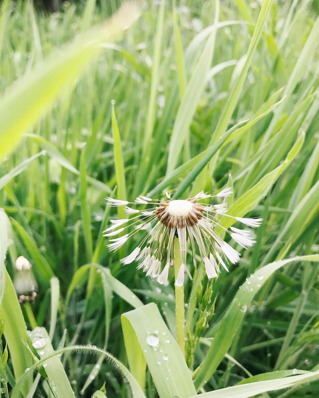 Robin May Flemingのインスタグラム：「Imagine not seeing the beauty of a dandelion?」