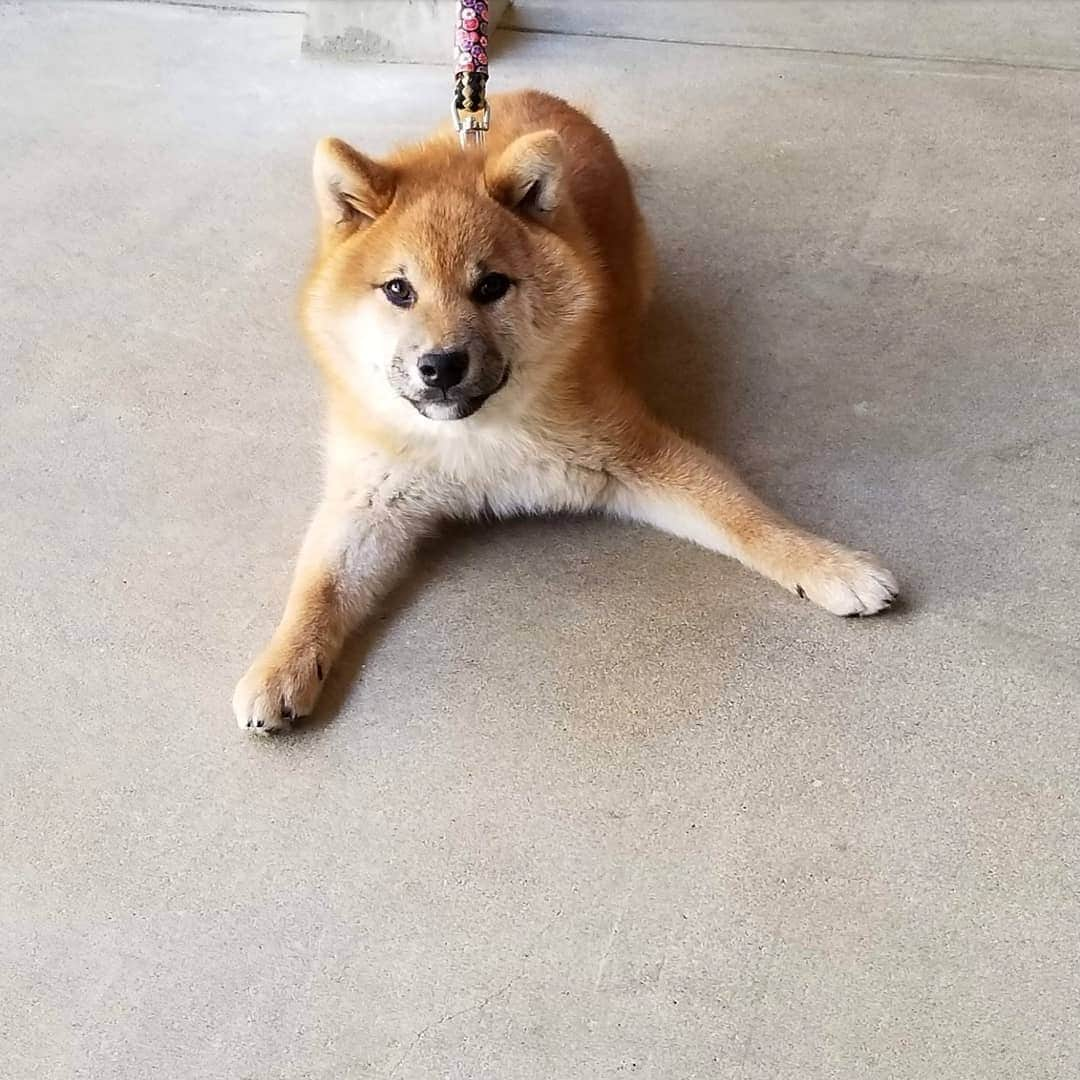 柴犬たま Shibainu Tamaのインスタグラム