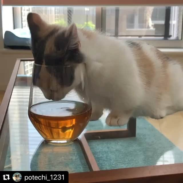 ねこのインスタグラム