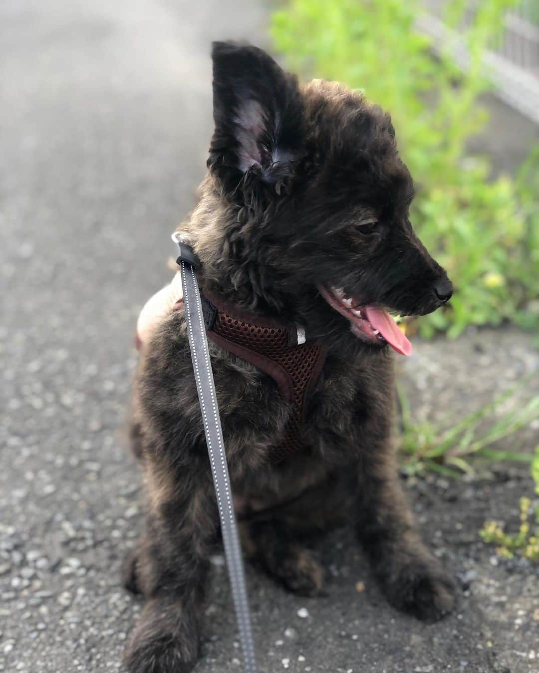 石井美音奈さんのインスタグラム写真 - (石井美音奈Instagram)「昨日のnoah 君 皆さんに癒しを🤲🏻（私が1番癒されてます😊） 片耳しか上がらないのは相変わらずー  #noah #わんちゃん #犬」5月14日 12時52分 - mionaishii