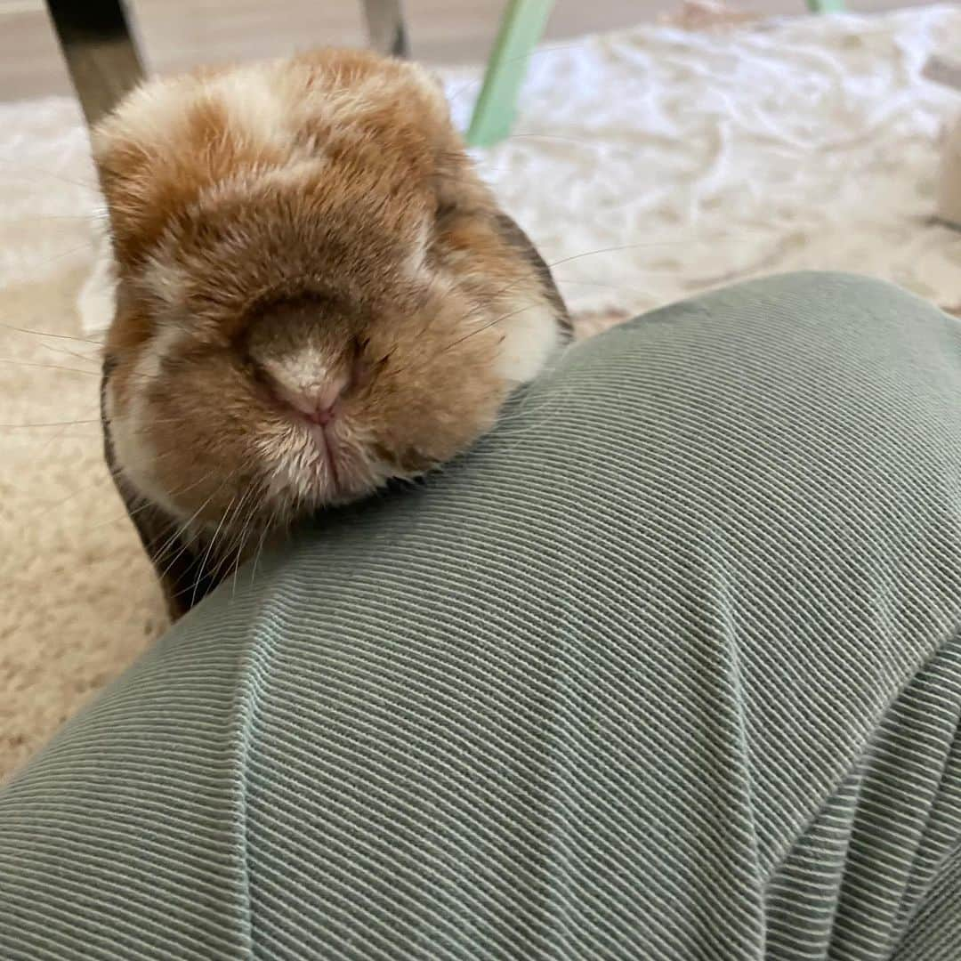 Marbee Moo, Olive & Taffyさんのインスタグラム写真 - (Marbee Moo, Olive & TaffyInstagram)「How cute is this old lady waddle? Moo is turning 11 years young this year 👵. She rarely roams the house these days because of her old hips so it’s extra special when she visits us in the living room 😍. Senior animals are the cutest! Does anyone have a senior pet? . . .  #petsofinstagram #funny #cute #pet #bunniesofinstagram #bunny #rabbit #usagi #housebunnies #thedodo #houserabbit #seniorrabbits #senioranimals」5月14日 13時10分 - bunnymama