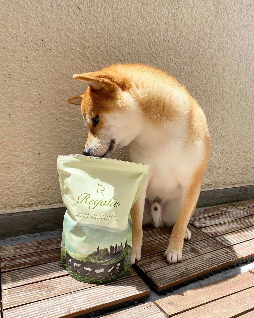 柴犬Mamesuke・Korosuke??大阪さんのインスタグラム写真 - (柴犬Mamesuke・Korosuke??大阪Instagram)「🐱🐻 🐾----*----*----*----*🐾 世界一の品質と言われる、レガリエさんのドッグフードが届いたよ😋 いい香り〜💕 豆コロもこの食いつきよう🥰 添加物も入っていないので安心して与えれるのは嬉しいですね😊 コストも抑えてるので試しやすいのでおすすめです‼️ #レガリエ #レガリエドックフード#regalie #無添加 #グレインフリー #国産 #PR 🐾----*----*----*----*🐾 #MameKoro #豆コロ #豆柴 #柴犬 #赤柴 #豆介 #コロ介 #shibagram #shibastagram #shibainu #shiba #shibadog」5月14日 13時22分 - mame_suke_i