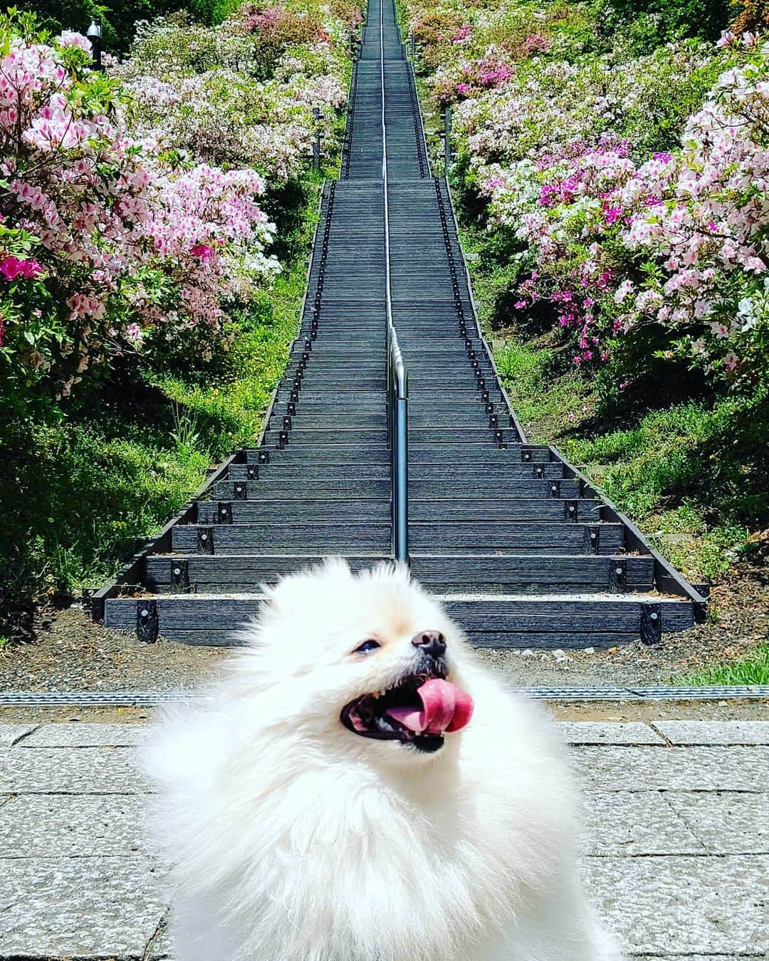 京野美麗さんのインスタグラム写真 - (京野美麗Instagram)「🌺 full bloom！」5月14日 13時27分 - latte_ishiteru