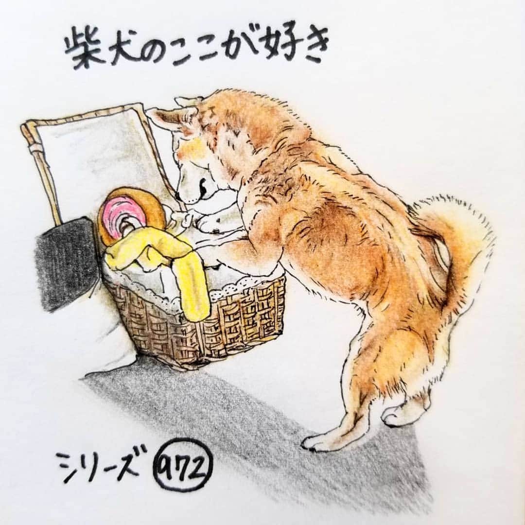 ハナとソラさんのインスタグラム写真 - (ハナとソラInstagram)「* #ここ柴部 『柴犬のここが好きシリーズ972』 自分のおもちゃの置場所は 把握してるとこ。 どのおもちゃにしようかな～🎵 * 遊びたいおもちゃを 自分で選んでる姿 可愛いなー😆  お片付けもしてくれると 助かるんだけどね * モデルは @m.yukomugi さんとこのこむぎちゃんです💕 * #柴犬のここが好き #favoritepartsofshibainu #illustration #shibastagram #shibainu #dogart #drawing #illustgram #colorpencil #柴犬 #イラスト #しばすたぐらむ #いらすとぐらむ #色鉛筆 #柴公園イラスト」5月14日 13時32分 - nsdikm_hanasora