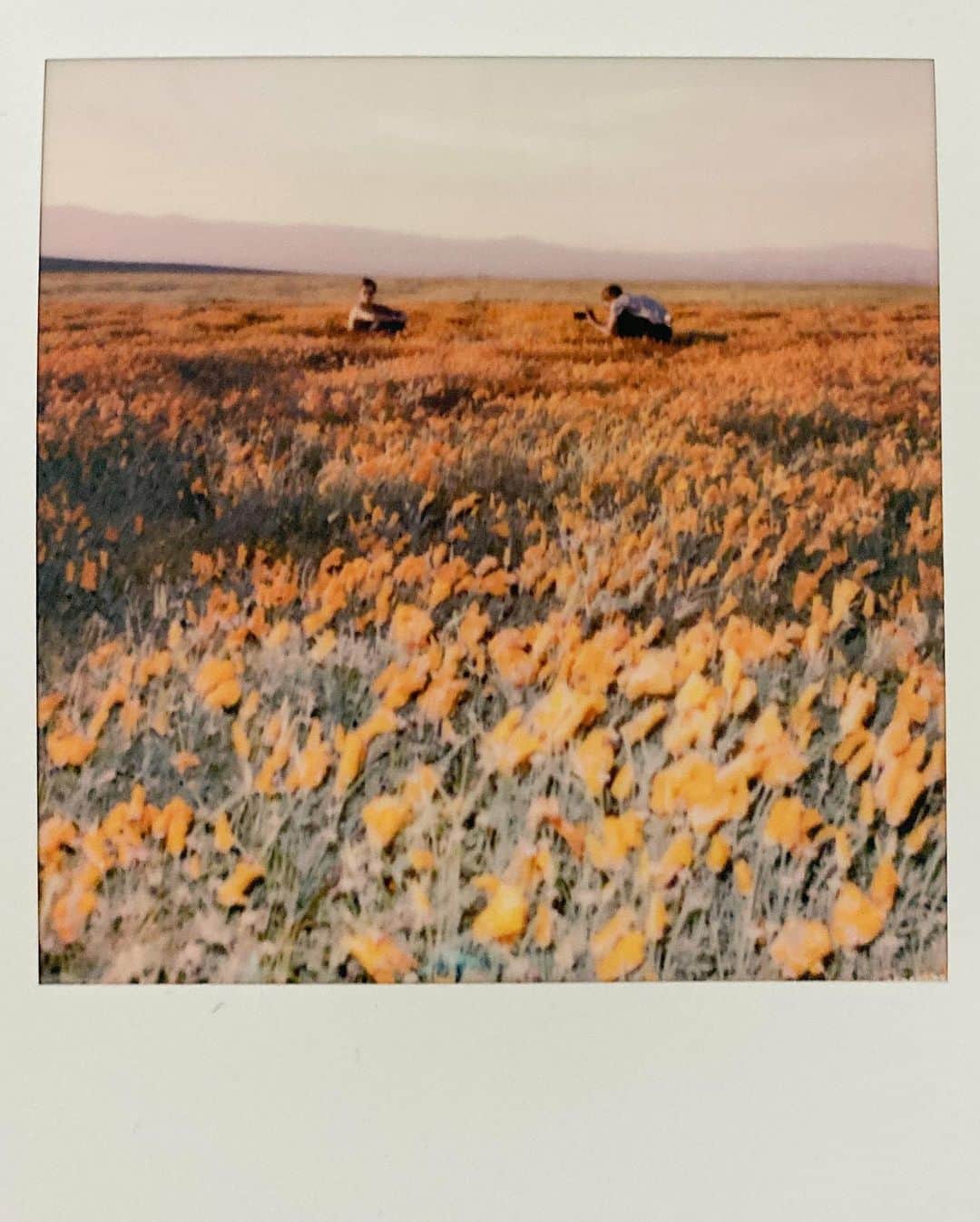 ショーン・ホワイトさんのインスタグラム写真 - (ショーン・ホワイトInstagram)「Took my polaroid to the Poppy fields 🧡🧡🧡」5月14日 5時31分 - shaunwhite