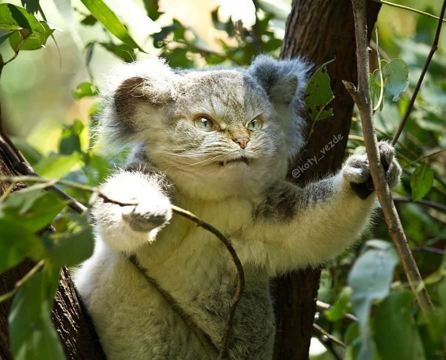 Lokiさんのインスタグラム写真 - (LokiInstagram)「I wish koalas looked like this!! 😂😂 very cool artwork by @koty_vezde 💕 #cats #cat #kitty #cute #catsofinstagram #catsoninstagram #kittycat #kittensofinstagram #catstagram #catgram #photooftheday #igers #koala #art #masterpiece」5月14日 6時04分 - loki_kitteh