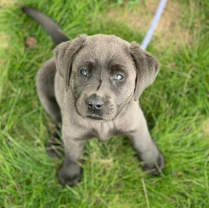 World of Labradors!さんのインスタグラム写真 - (World of Labradors!Instagram)「Meet Charlee! - @charleethecharcoallab #charcoallab」5月14日 6時34分 - worldoflabs