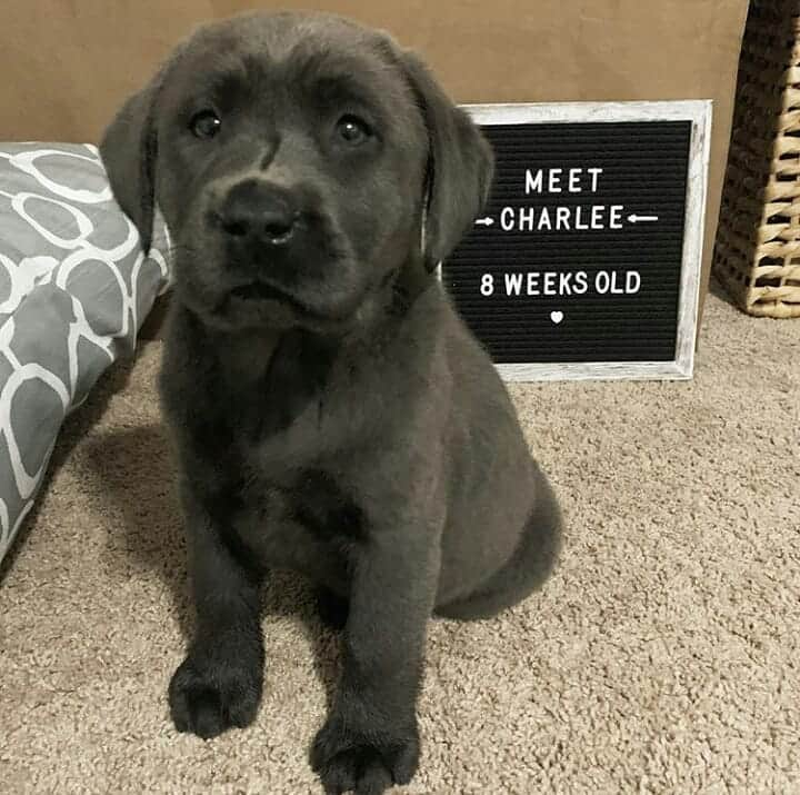 World of Labradors!さんのインスタグラム写真 - (World of Labradors!Instagram)「Meet Charlee! - @charleethecharcoallab #charcoallab」5月14日 6時34分 - worldoflabs