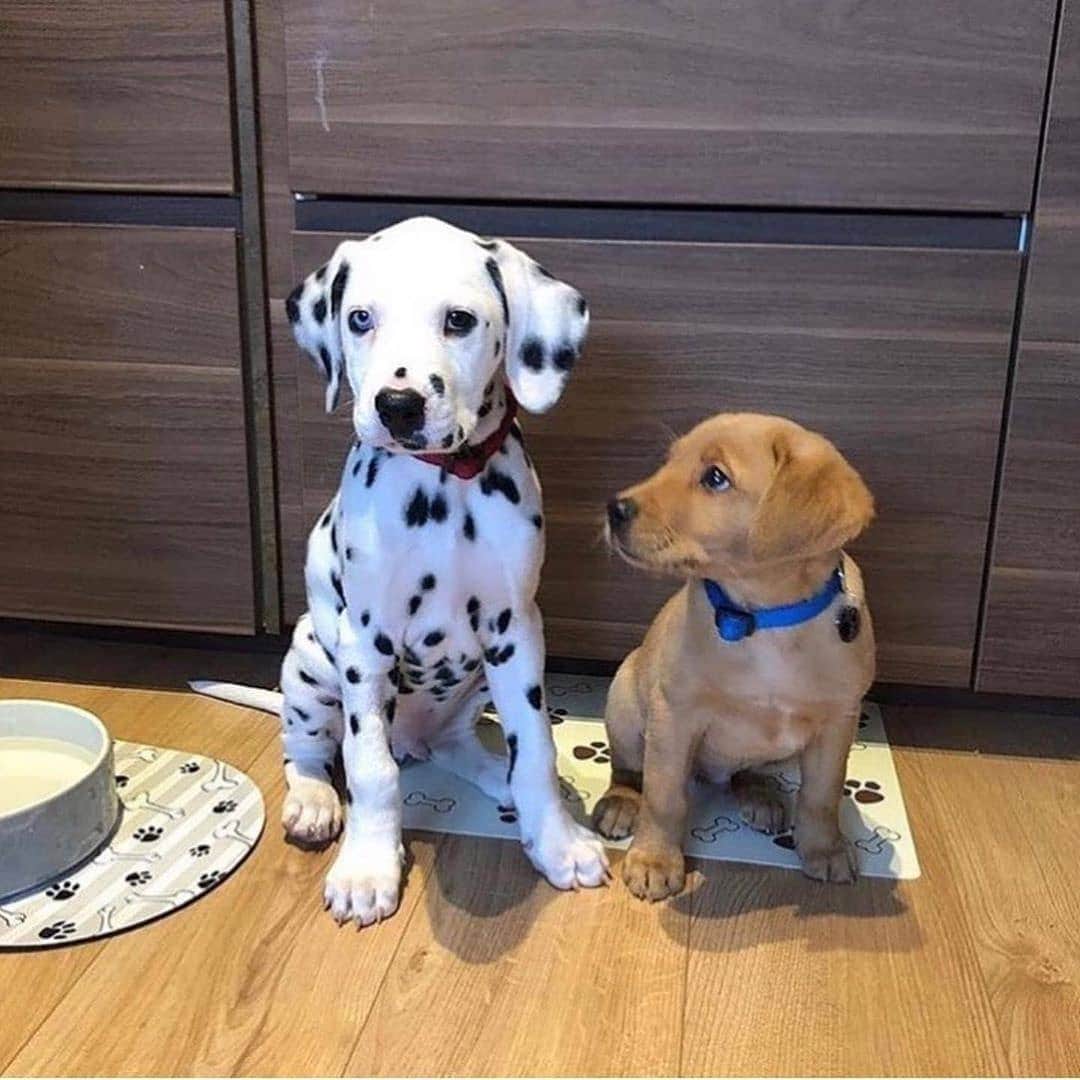 Cute baby animal videos picsのインスタグラム