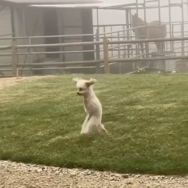 ティモシー・サイクスのインスタグラム：「Repost from @karmagawa PLEASE WATCH/SHARE THIS UPLIFTING VIDEO! It’s a great reminder to believe in yourself because ANYTHING IS POSSIBLE! This brave dog is Cora Rose, who was hit by a car, shattering her two front legs which required them to be amputated before @zachskow founder of @marleysmutts animal rescue charity took her in and nursed her back to health…now as you can see, she’s enjoying every minute of her life and even loves challenging herself to climb up stairs on her hind legs! Share this with your followers and tag someone who needs a little positivity right now :) Thanks for sharing @tanksgoodnews #positivevibes #believeinyourself #dogsofinstagram #karmagawa」