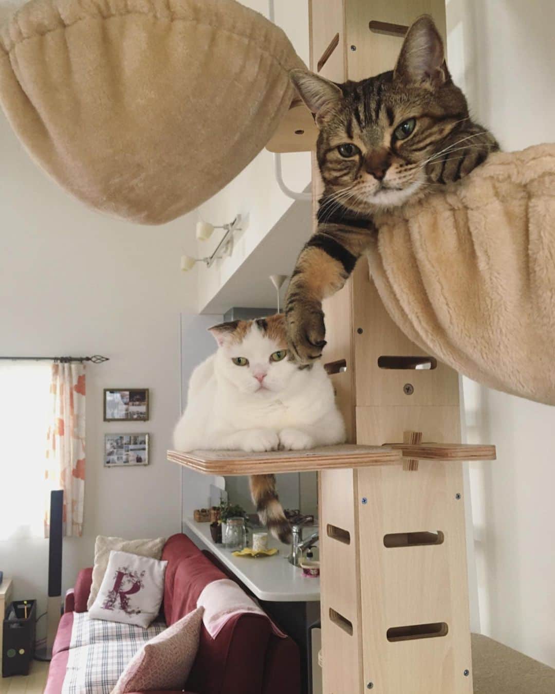ありす & まりあのインスタグラム：「Good morning from Tokyo 🌿 今日のおやつは何かにゃ~」