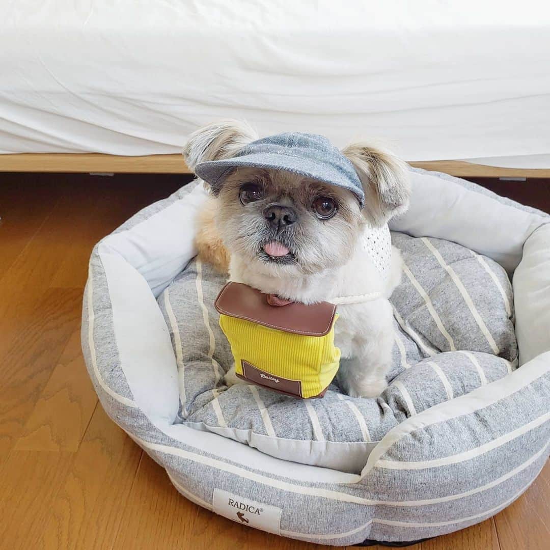 のインスタグラム：「🐶🎒✨ 「おはようございます。くまです。 すてきなリュックが届きました。 ぼうはんじょう、まえに背負わせていただきます。 かいぬし、くまのおやつをたまに盗み食いしてるんですよ、せっとうですよ！だいじなおやつは自分でまもらないとね！」 #ダイナマイトバデーには背中に背負えなかった #なんてくまには秘密 #窃盗ではなく味見です😏  #今月のドギーボックス #リュックのおもちゃ！ #ちゃんと中におやつも入るよ #アップルガムのおもちゃは伸びる！ #あぐあぐしても太らないガム #ダイナマイトバデーに朗報  #ドギーボックス #ドギボ」