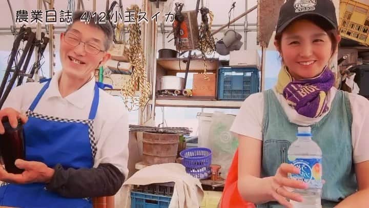 のインスタグラム：「スイカ大好きだけど 値段高くて なかなか食べれない、、、 と思ってたけど  スイカを作る行程の手間 1株から採れて2.3個だと知ると 値段は納得だと思った🍉  美味しいスイカ農家さんの プロのスイカ🍉 今年も買お😂  植えた幸小玉スイカ🍉 どうなるか 今夏の楽しみ♫  #自給自足農家 #農業女子👩‍🌾 #見習い中 #スイカ作りに挑戦🍉」