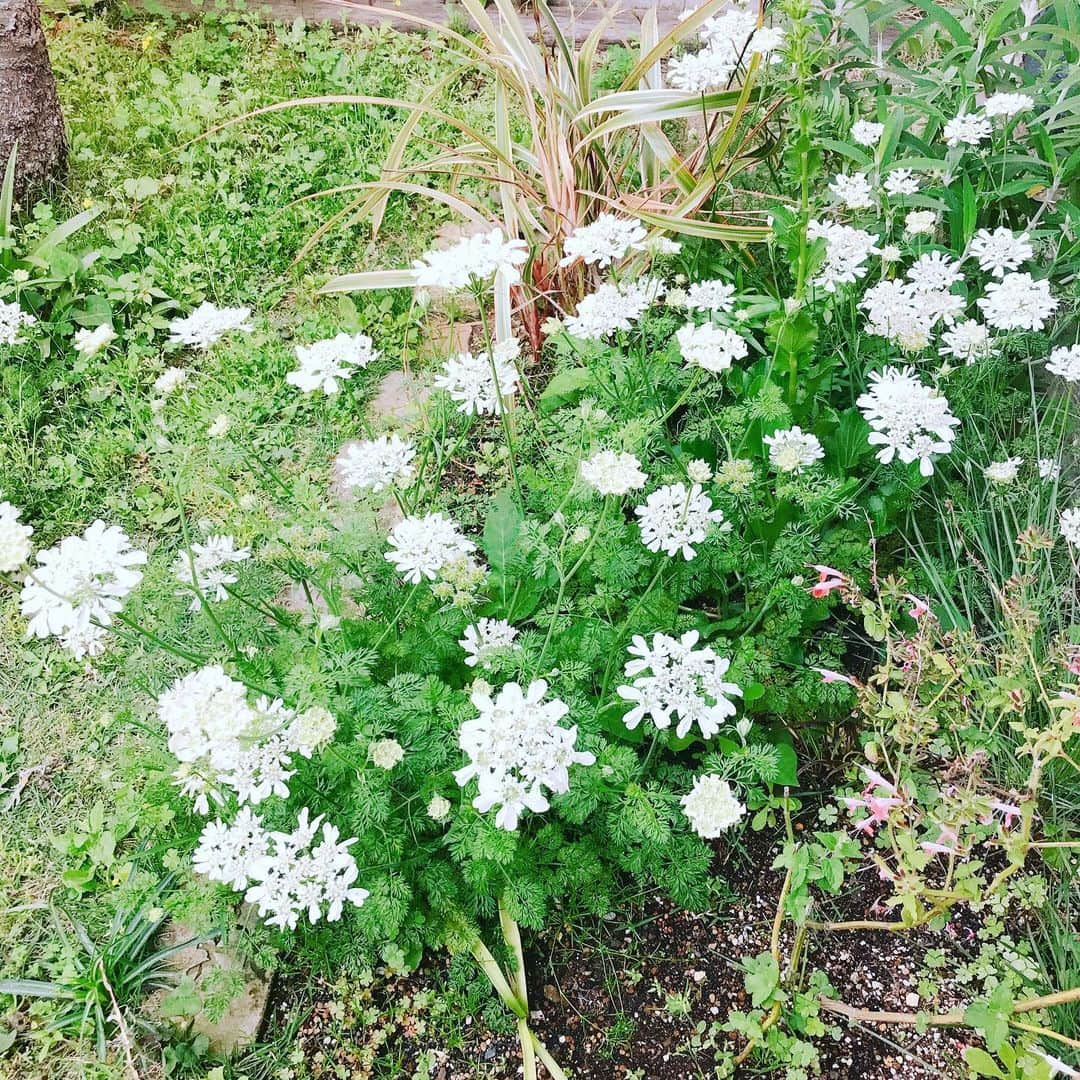 益子直美さんのインスタグラム写真 - (益子直美Instagram)「ピェールドゥロンサールの1番花！  このオフホワイトにうっすらピンクの色が本当に優しい。  オルラヤも去年のこぼれ種でこんなに開花。 ほっときっぱなしでこれだけなので、 今年は種を取って、他にも撒いてみよう。  #ピェールドゥロンサール  #バラ  #オルラヤ  #garden  #gardening」5月14日 8時57分 - naomi.masuko