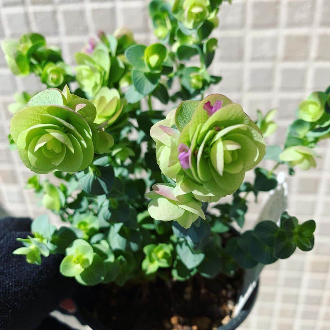 氷浦紫さんのインスタグラム写真 - (氷浦紫Instagram)「欲しかったオレガノをお迎えしました。 ドライにも出来るしとっても可愛い🌸  #オレガノ#ケントビューティー#観葉植物#ベランダガーデニング #ピンクのお花#観葉植物のある暮らし #東京」5月14日 9時05分 - yukalihiula