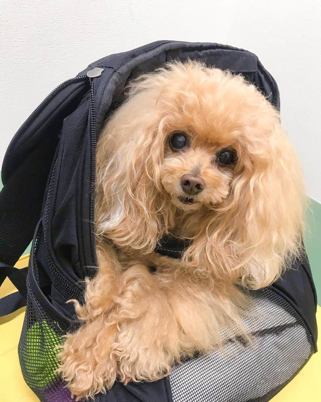 Toypoodle Mikuru?Asakusa Tokyoのインスタグラム