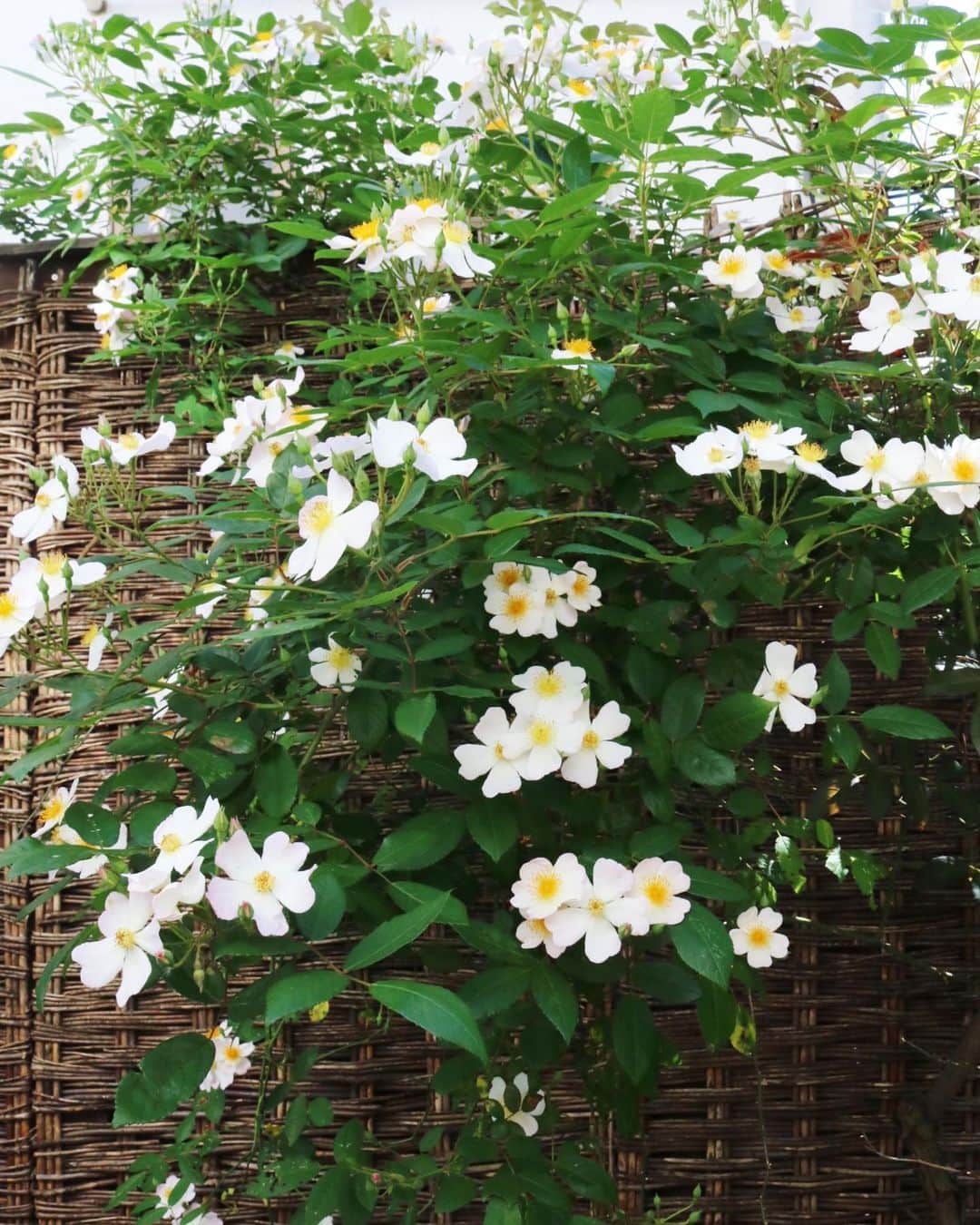 masakiさんのインスタグラム写真 - (masakiInstagram)「Thu.14 May.2020 はれ バラが咲いた♡ 庭はジャスミンとバラの幸せな香り お世話しなくても、育ってくれてありがたい。 梅もブルーベリーも、紫陽花もアナベルも、 次スタンバってます。」5月14日 9時20分 - mogurapicassowols