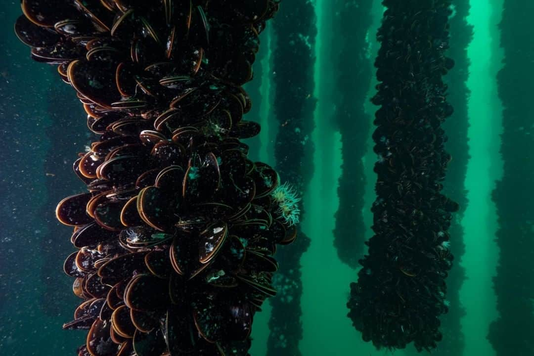 ナショナルジオグラフィックさんのインスタグラム写真 - (ナショナルジオグラフィックInstagram)「Photo by Cristina Mittermeier @Mitty | Thousands of mussels grow on ropes suspended from a wooden raft floating on the surface. This is a successful and sustainable example of green ocean farming in Cangas, Galicia, Spain. The entire water column is used, and there is no use of pesticides, feed, or antibiotics. The result? These are recognized as some of the best mussels in the world! Small-scale ocean farms like this one that practice multi-trophic aquaculture can provide sustainable food and biofuel and can drawdown carbon, which helps to lessen the impacts of climate change. Follow me @Mitty to learn more about sustainable fishing practices and solutions that support a future with healthy and abundant oceans. #SustainableFisheries #TurningTheTide #Galicia #Seafood」5月14日 9時32分 - natgeo