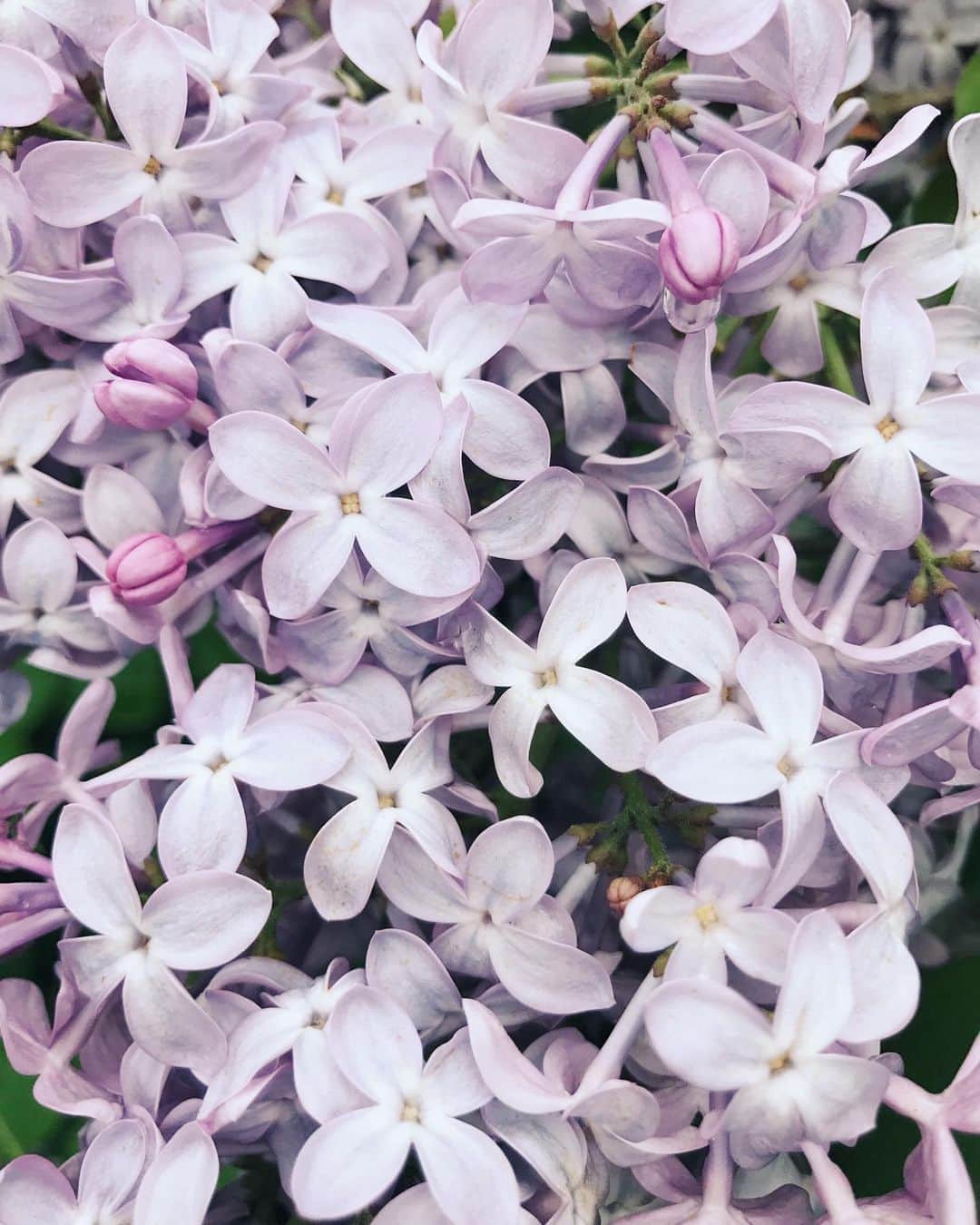 Robin May Flemingのインスタグラム：「Favourite Colour: Purple Favourite Animal: Horses Favourite Season: Winter Favourite Smell: Vanilla Extract Favourite Food: Blue Candy Floss  I love that I've strayed exactly zero miles from my child self. She knew what was good.」