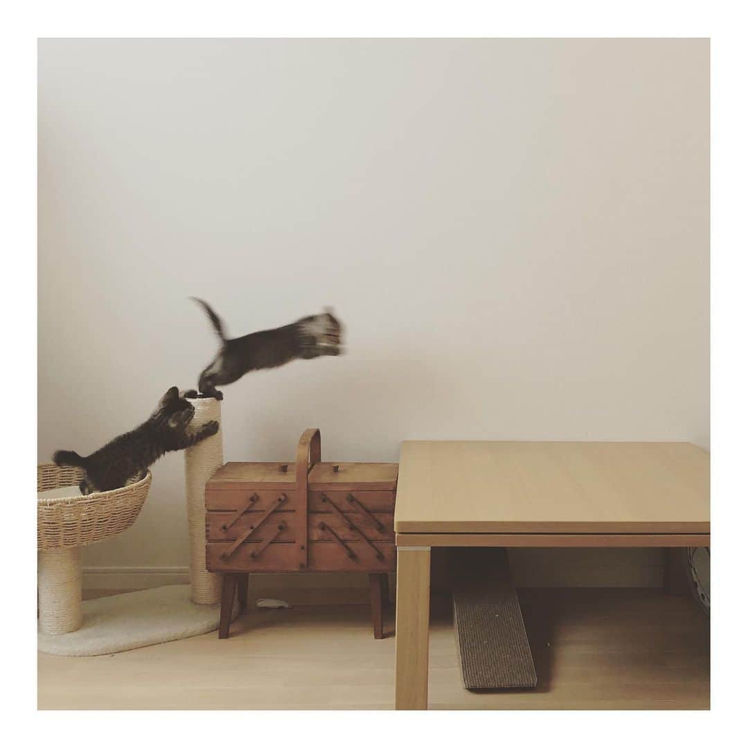 こむぎのインスタグラム：「* 躍動感…🙄 タン塩もササミも元気です🤗 タン塩が今日は860gくらい ササミが770gくらい 男の子の方が大きいなぁ✨ ちっともじっとしてくれないから正確なのが測れなくなってきたよ😂 来週早々には1回目のワクチンとキャリア検査と駆虫薬ができるかな🤗 それまでは個室で隔離です😊 崩壊現場の支援物資、全部は運べないから(場所がなくて)私の家にも置いてあるので狭くなってるけど、猫たちに危険がないようにとは配慮しています🤗 キャットタワーの残骸、前に誰かに粗相されたから臭いところは捨てたけど、一部残しておいたら丁度子猫サイズになった😂 ササミちゃんは先日お見合いがあり、また来週にご家族で会いに来ていただくことに！ タン塩くんは今週末お見合いです😊 ・ そして、2枚目と3枚目の可愛いニャンコたちは！！ 青井さん( @asano.aoi )が投稿してくださった先日母猫と共に保護された子猫たちですー😂 茶トラの男の子2匹とキジトラの女の子1匹の兄妹ですー！ お母さん猫ちゃんもキャリア検査クリア✨ どなたかママ猫ちゃんと子猫1匹一緒に里親さんになっていただけないでしょうか😭 せめても出来れば1匹は引き離さずに一緒に幸せゲットできたらなと思います😢 お母さん猫ちゃんもキジトラ美人さんでとってもいい子ですー😭 問い合わせは青井さんでも私でも🤗 DMお待ちしております🤗✨ #里親募集 #里親募集中 #岐阜 #愛知 近郊の方お願いします🙇🏻」