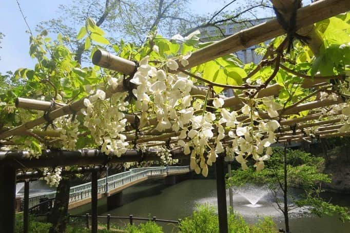 のインスタグラム：「Campus Seasonal Photos May ❷ 丹木の歳時記　皐月❷ ⑴ White wisteria・白藤(シロフジ) ⑵ Yellow calanthe discolor・黄海老根(キエビネ) ⑶ Calanthe discolor①・海老根(エビネ) ⑷ Gold orchid・金蘭(キンラン) ⑸ Silver orchid・銀蘭(ギンラン) ⑹ Cypripedium japonicum・熊谷草(クマガイソウ) ⑺ Cephalanthera longibracteata・笹葉銀蘭(ササバギンラン) ⑻ Lily of the valley・ドイツスズラン ⑼ Chinese may apple・八角蓮(ハッカクレン) ⑽ Japanese cobra lily・雪餅草(ユキモチソウ) #discoversoka #sodaigram #sokauniversity #hachioji #tokyo #japan #campus #university #nature #environment #may #spring #students #beautiful #創価大学 #八王子 #東京 #キャンパス #大学 #自然 #環境 #５月 #春 #皐月 #学生」