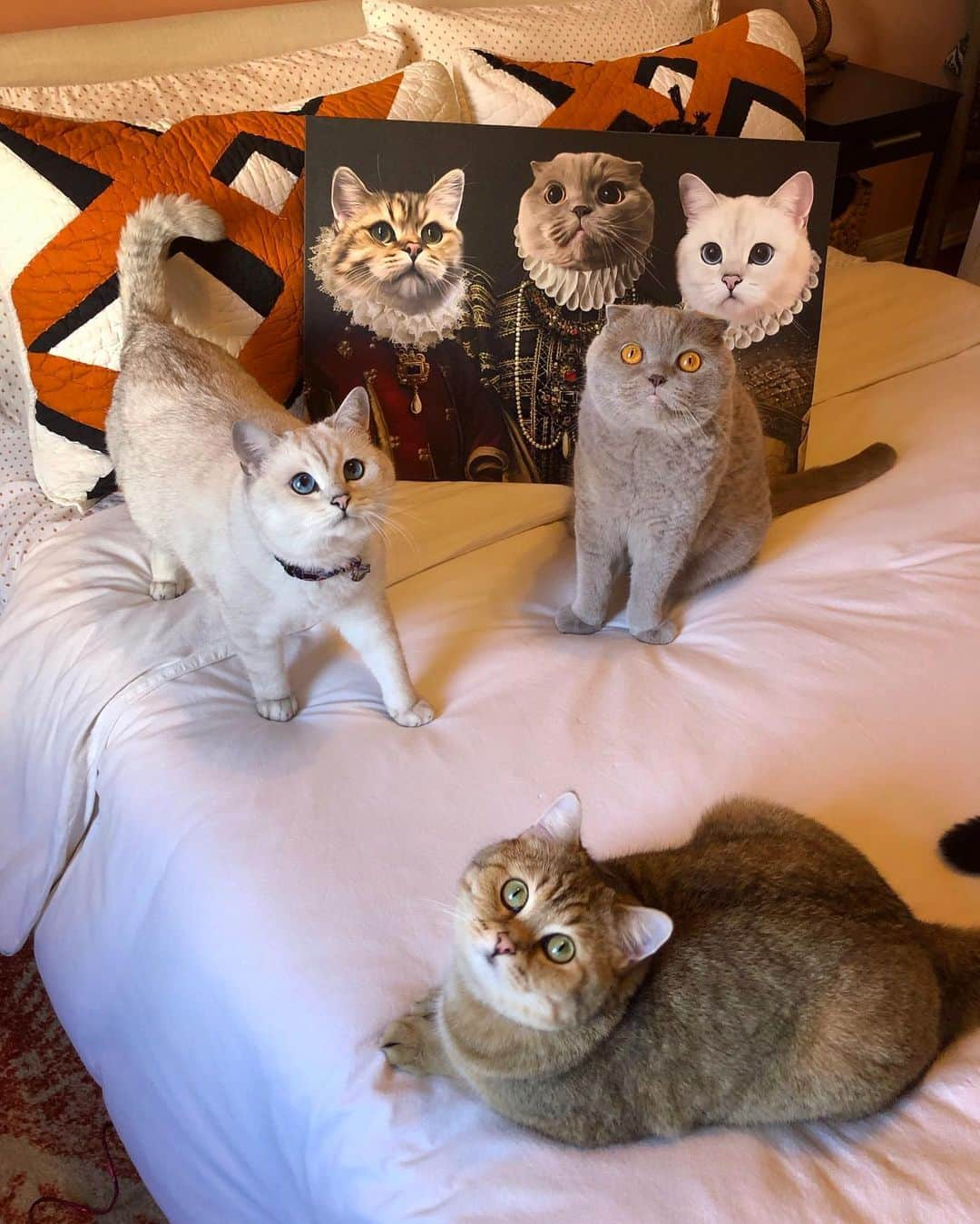 Millaさんのインスタグラム写真 - (MillaInstagram)「The Royal 👑 Family portrait has been revealed 🖼 ‼️ 😸😹😺 Absolutely in LOVE with our @crownandpaw canvas portrait and you can get your own by using code MILLA10 for a 10% discount. #MillaTheCat #crownandpaw」5月14日 10時31分 - millathecat