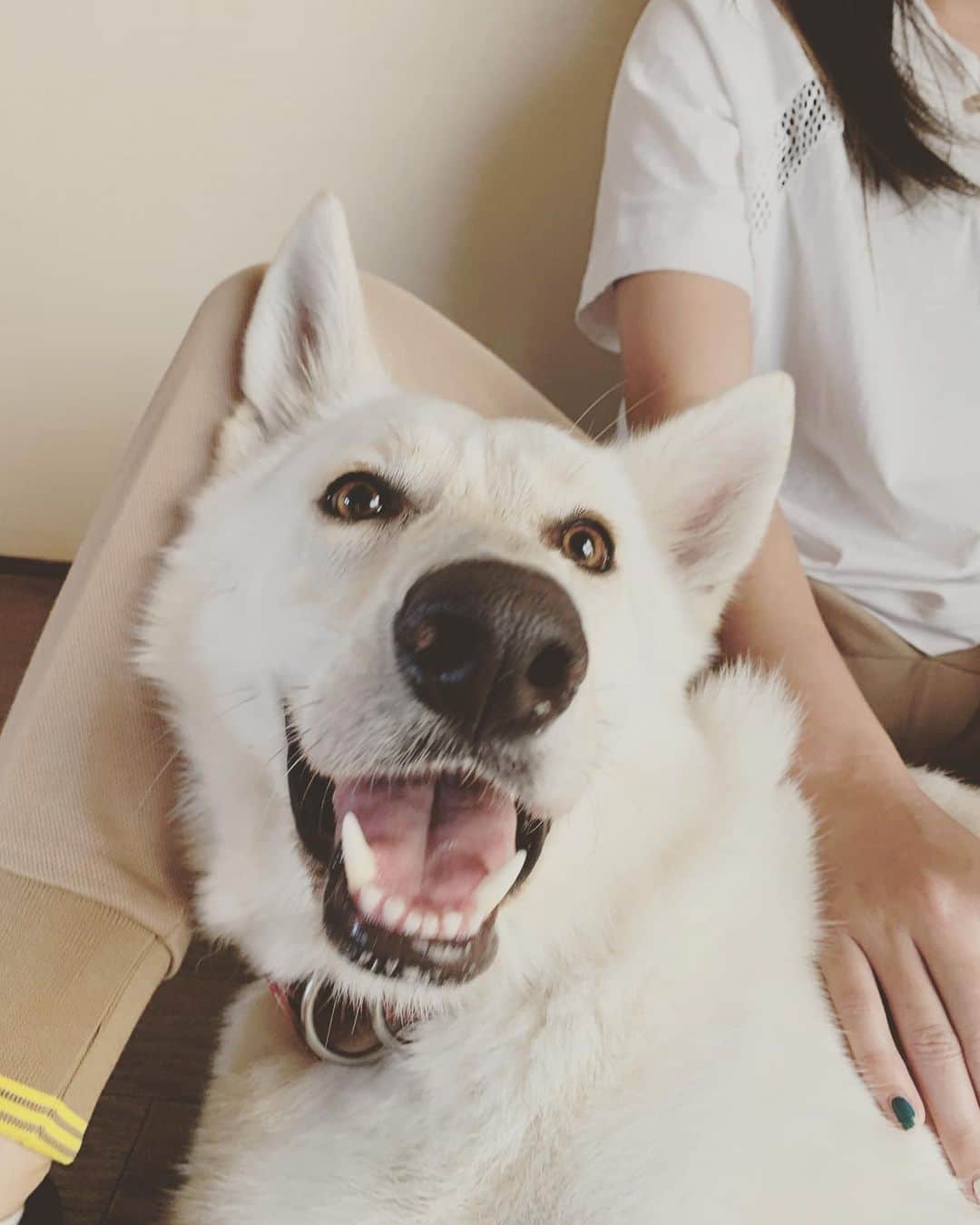 森田遥のインスタグラム：「あまえんぼさん。🐶🤎🤍 . . . #ホワイトシェパード #whiteshepherd  #夏バテ気味  #ゼロ」