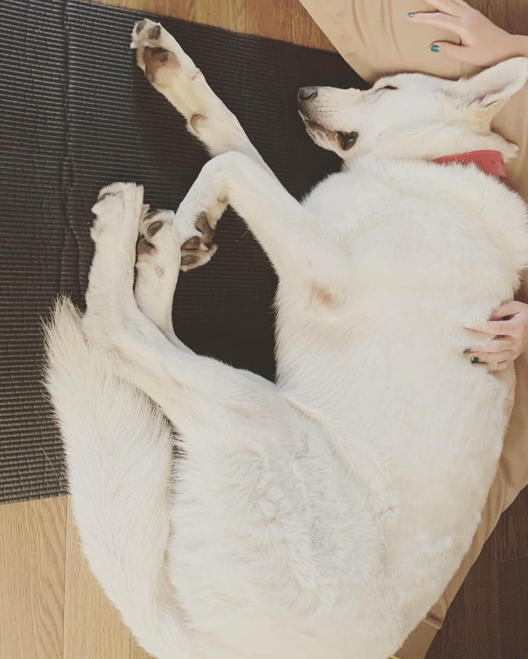 森田遥さんのインスタグラム写真 - (森田遥Instagram)「あまえんぼさん。🐶🤎🤍 . . . #ホワイトシェパード #whiteshepherd  #夏バテ気味  #ゼロ」5月14日 11時19分 - moritaharuka5588