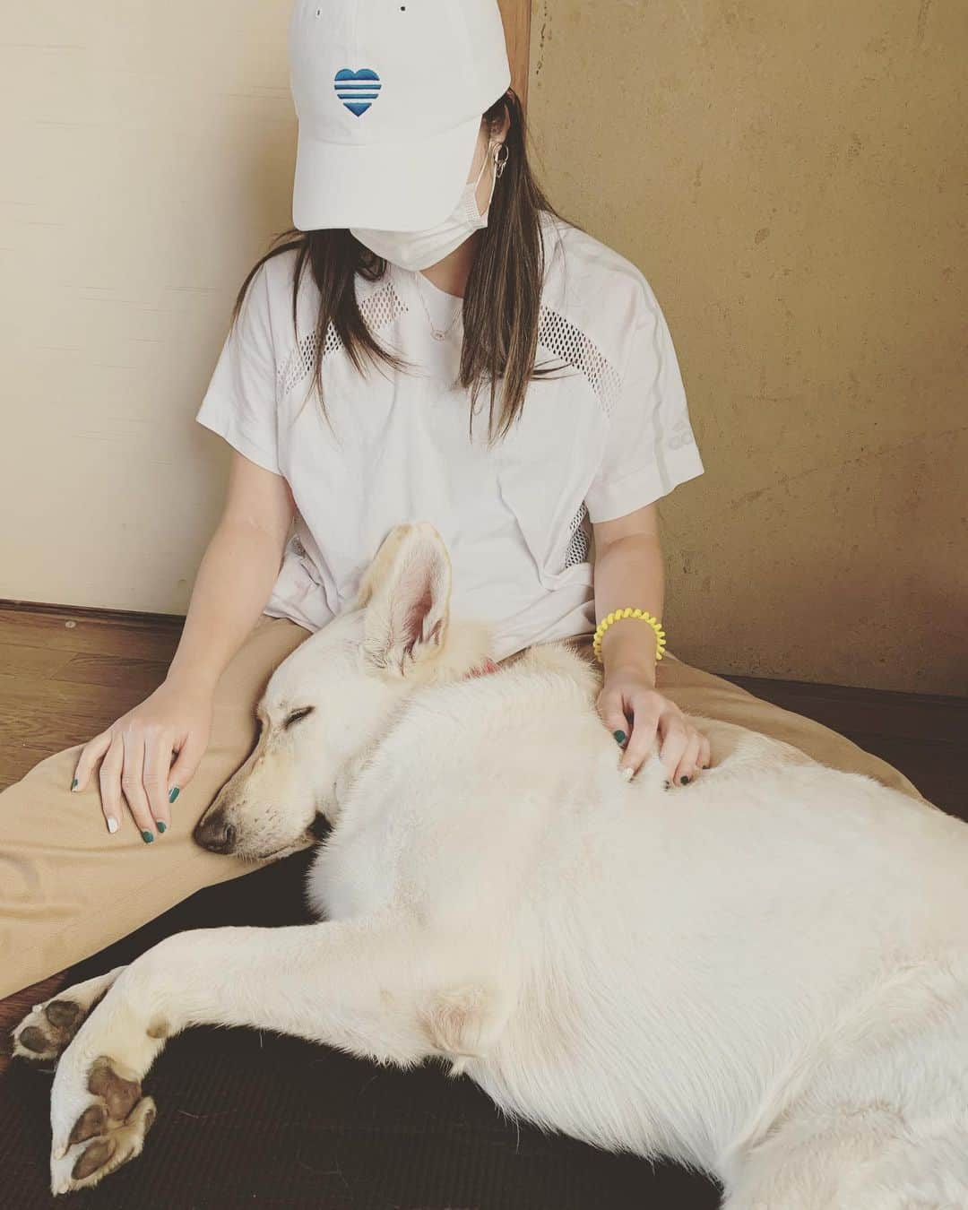 森田遥さんのインスタグラム写真 - (森田遥Instagram)「あまえんぼさん。🐶🤎🤍 . . . #ホワイトシェパード #whiteshepherd  #夏バテ気味  #ゼロ」5月14日 11時19分 - moritaharuka5588