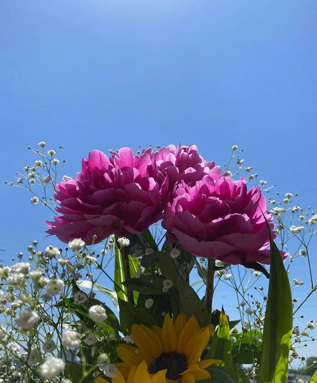 Alysa Ichikiさんのインスタグラム写真 - (Alysa IchikiInstagram)「母の日には蕾だった芍薬の花が とってもエネルギッシュに満開に💪🏻🌞 いっぱいお水を飲んで風を感じて陽を浴びると元気なのはみんな共通🤝 よーし！今日もクラッシュバンディクーが捗りそうだ🦊🎮 . . #母の日#芍薬の花」5月14日 12時25分 - alysa_i