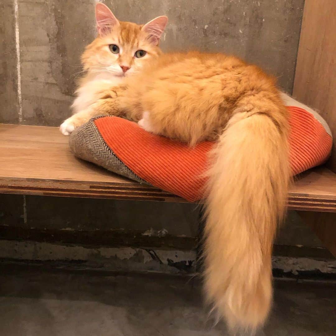 pon_0507のインスタグラム：「2020.05.14  立派なおしっぽ  #ぽん#マンチカン#だい#ごま#保護猫 #ねこ#ネコ#猫#茶白猫#灰#neko#cat #munchkin#munchkincat #orangecat#gingercat#inscatram #bestmeow#videobyanimals #catsofinstagram」