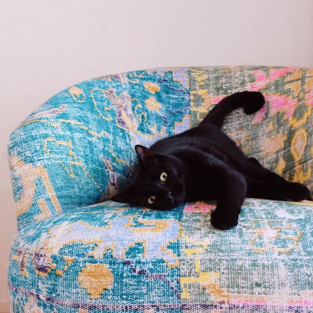 ギネス & ピムスさんのインスタグラム写真 - (ギネス & ピムスInstagram)「14/05/2020 Happy Thursday! ・ Three brothers sharing the arm chair. Have a good day everyone! #stayhome ・ ・ ロンドンから連れて帰った 家具はどれも大きく しっくり来る置き場所を いまだに模索中。笑 このアームチェアは消去法で ベッドルームへ。 懐かしい匂いがするのか ギネスがいつもころんとしています。 ・ ・ #ギネスくん　 #ピムスくん #ギネピムと凪くん  #1yearold #1歳 #1歳5ヶ月 #17monthsold  #babyboy #男の子ベビー #赤ちゃんのいる生活 #赤ちゃんのいる暮らし #赤ちゃんと猫 #猫と赤ちゃん #おうち時間」5月14日 22時30分 - rina_takei