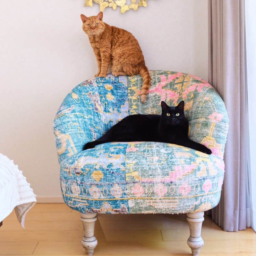 ギネス & ピムスさんのインスタグラム写真 - (ギネス & ピムスInstagram)「14/05/2020 Happy Thursday! ・ Three brothers sharing the arm chair. Have a good day everyone! #stayhome ・ ・ ロンドンから連れて帰った 家具はどれも大きく しっくり来る置き場所を いまだに模索中。笑 このアームチェアは消去法で ベッドルームへ。 懐かしい匂いがするのか ギネスがいつもころんとしています。 ・ ・ #ギネスくん　 #ピムスくん #ギネピムと凪くん  #1yearold #1歳 #1歳5ヶ月 #17monthsold  #babyboy #男の子ベビー #赤ちゃんのいる生活 #赤ちゃんのいる暮らし #赤ちゃんと猫 #猫と赤ちゃん #おうち時間」5月14日 22時30分 - rina_takei