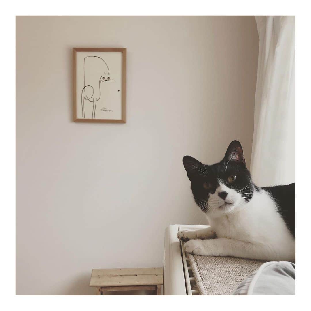 こむぎのインスタグラム：「* 岐阜多頭崩壊現場のねこたち 我が家の米津さんことハチワレのぶどうくん、イケメンだよねぇ☺️ ・ 今日新型コロナウイルスの猫に感染するニュースがやってましたね😭 元々コロナが流行る前から、帰宅したら必ず手洗いと着替えはやってたけど、帰宅したらすぐにシャワーを浴びるよう徹底しよう😭💦 猫たちに感染したら大変だ💦 お家の子を守れるのは飼い主さんだけ😭✨ 家猫を外に出す(半野良での飼育)は論外です…😂 ・ 明日はいよいよしゅうくんの抜歯手術！ 明後日は子猫のお見合い！(あるとちゃんのお見合いは一旦延期💦) 予定が猫猫しいですが頑張ります！ しゅうくん応援お願いします🤗 #里親募集 #里親募集中 #岐阜 #愛知 #遠方要相談 先日の #今日の我が家の米津さん #岐阜多頭崩壊レスキュー 岐阜多頭崩壊現場の子たちはまだまだ本当の家族との出会いを待っています☺️ 猫たちの詳細を書いたのがこちら→ @comugineko  よろしくお願いしますー🤗✨」