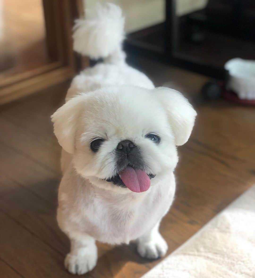 こなつのインスタグラム：「今日も一日お疲れさまでした🦥💓」