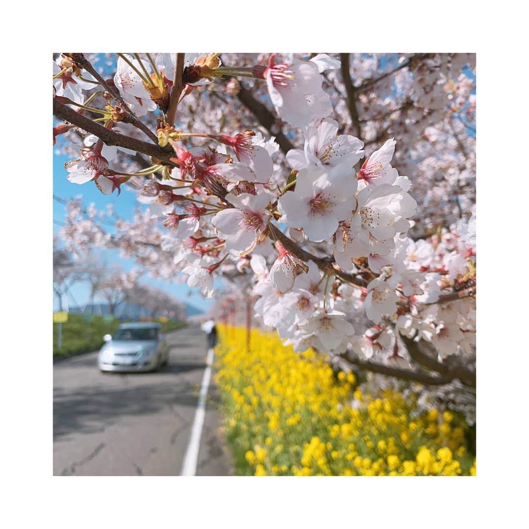 林莉世さんのインスタグラム写真 - (林莉世Instagram)「4月から ゆうなびで月曜日に天気コーナーを担当することになりました！ 慣れないことばかりで戸惑いも多いですが、 季節の話題を、取材や中継などでお伝えできればと思っています！ . なので、、、 「ここの花が満開！」「旬の野菜が収穫です」などありましたら、 ぜひBSNスクープ投稿から教えてください🙇‍♀️ . 夕方6時15分から 『BSNニュース　ゆうなび』 ぜひご覧ください！ . #BSN#新潟#新潟放送#ゆうなび#さくら#菜の花#新潟さくら#写真は去年の」5月14日 14時35分 - rise_hayashi