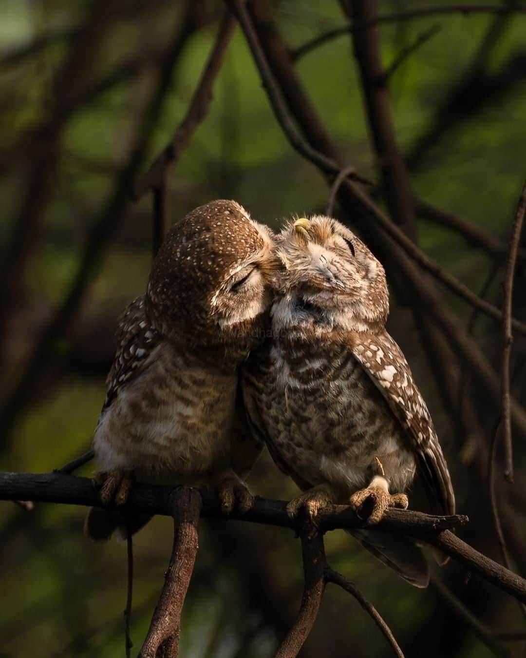 Canon Asiaのインスタグラム：「Love is more than a feeling, it's expressed through one's actions too. ⁣. ⁣During this #stayhome interval, it is so important to show care and concern for your loved ones. Have you taken some time off to give your distant family and friends a call yet? 📞😊 ⁣. ⁣📷 Image by @nandhagopan_potti_rajan shot using the Canon EOS 5D Mark IV | EF600mm f/4L IS II USM | f/4 | ISO 100 | 1/400s | 600mm ⁣. ⁣Want your photos to be featured too? Tag them with #canonasia or submit them on My Canon Story, link in bio! ⁣. ⁣#canonasia #photography #explore #wildlife #owls #colours #canon #lens #inspiration #staysafe #stayhome #emotions #nature #stayhomewithcanon」
