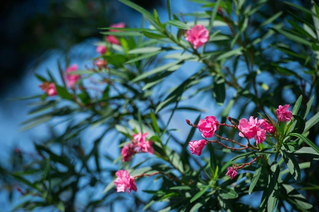 指帆亭のグルメインスタ