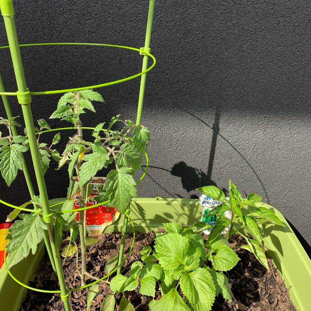 古林将太さんのインスタグラム写真 - (古林将太Instagram)「初めてみた。 全然わからない！！ 詳しい方アドバイスお願いします🙇‍♂️ こんな 密集させちゃいけないのかな？？ #家庭菜園  #きゅうり #トマトきらいだけどトマト #とうがらし #しそ」5月14日 15時11分 - kobayashishota29official