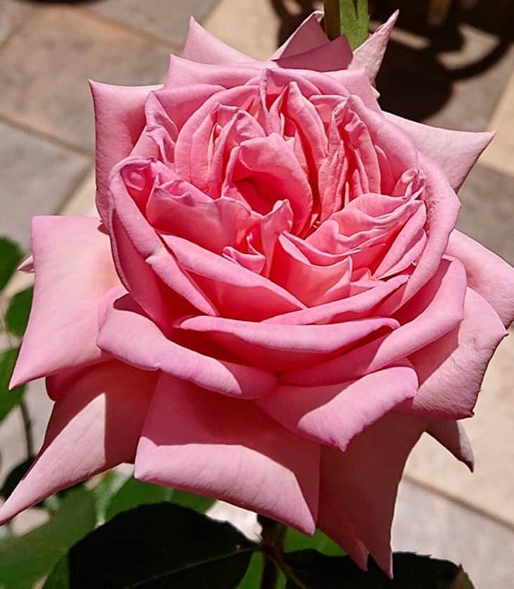大地真央さんのインスタグラム写真 - (大地真央Instagram)「今日の🌹DAICHIMAO🌹 二番花🌹の晴れ姿ですーo(^-^)o 綺麗な子…😊 ． そして、今日20時〜NHK BSプレミアム 「#美と若さの新常識」です❣️ ぜひチェックしてくださいね〜📺 ． #DAICHIMAO🌹 #薔薇 🌹 #ピンク 🌹 #四季咲き  #テラス 🍀🍃🌿🌱☘️ #イタミローズガーデン 🌹#寺西菊雄 さん #家に居よう #自粛 #自粛の過ごし方 #笑おう #有意義な時間  #美と若さの新常識 #健康 🤸‍♀️#免疫力アップ  #5月14日 20時#NHKBSプレミアム #大地真央  #MAODAICHI」5月14日 15時20分 - daichimao_official