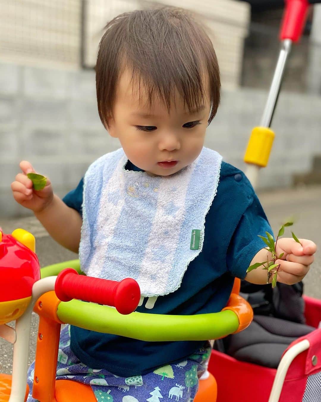 Momoeのインスタグラム：「人生初、葉っぱを触る🌱 そして母、3度目の洗濯。 . . #happy #家事 #育児 #family #家族 #boy #smile #男の子 #息子 #code #love #lucky #kids #子供 #thankyou #宝物 #ベビー #fashion #follow #boy #パパ #ママ #家族写真 #男の子ママ #赤ちゃん写真 #photo #子育て #1歳 #flower」