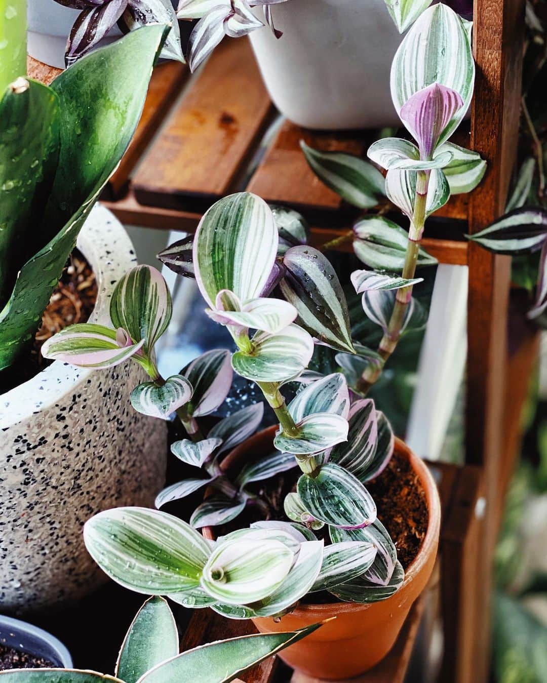 鄭碧瑩さんのインスタグラム写真 - (鄭碧瑩Instagram)「I have been sourcing full sun-loving plants to fill my top shelf and went a bit overboard. Now the top shelf is suddenly crowded as I didn’t expect some of the #sansevieria parents to breed at the same time.  This strong and plump #tradescantiananouk is growing upwards faster than anticipated. Will wait for it to go a bit more before cutting for propagation. . . .  #plantstagram #plantsofinstagram #houseplants #plantsmakepeoplehappy #botanical #instaplants #plants #foliage #leaf #plantflife #springintoplants #plantlady #plantpotters #crazyplantlady #houseplantclub #helloplantlover #plantshelfie #houseplantsofinstagram #houseofplantlovers #junglecollective #vsco #vscoplants #tradescantia #urbanjunglesg #urbanjunglebloggers」5月14日 15時46分 - pickyin