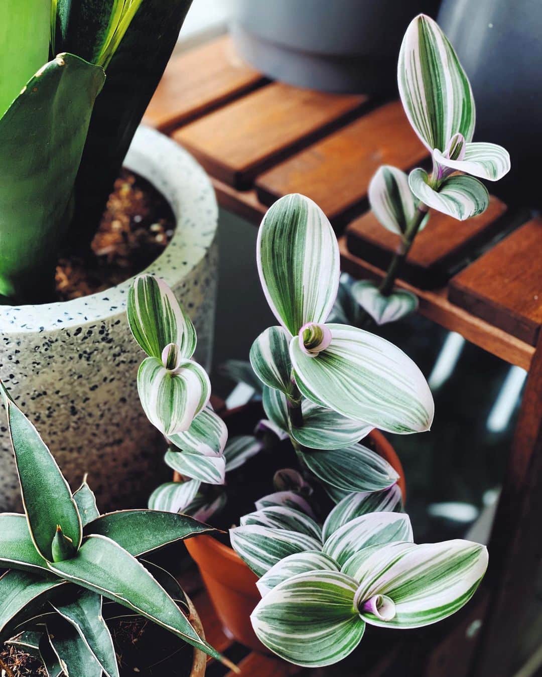 鄭碧瑩のインスタグラム：「I have been sourcing full sun-loving plants to fill my top shelf and went a bit overboard. Now the top shelf is suddenly crowded as I didn’t expect some of the #sansevieria parents to breed at the same time.  This strong and plump #tradescantiananouk is growing upwards faster than anticipated. Will wait for it to go a bit more before cutting for propagation. . . .  #plantstagram #plantsofinstagram #houseplants #plantsmakepeoplehappy #botanical #instaplants #plants #foliage #leaf #plantflife #springintoplants #plantlady #plantpotters #crazyplantlady #houseplantclub #helloplantlover #plantshelfie #houseplantsofinstagram #houseofplantlovers #junglecollective #vsco #vscoplants #tradescantia #urbanjunglesg #urbanjunglebloggers」