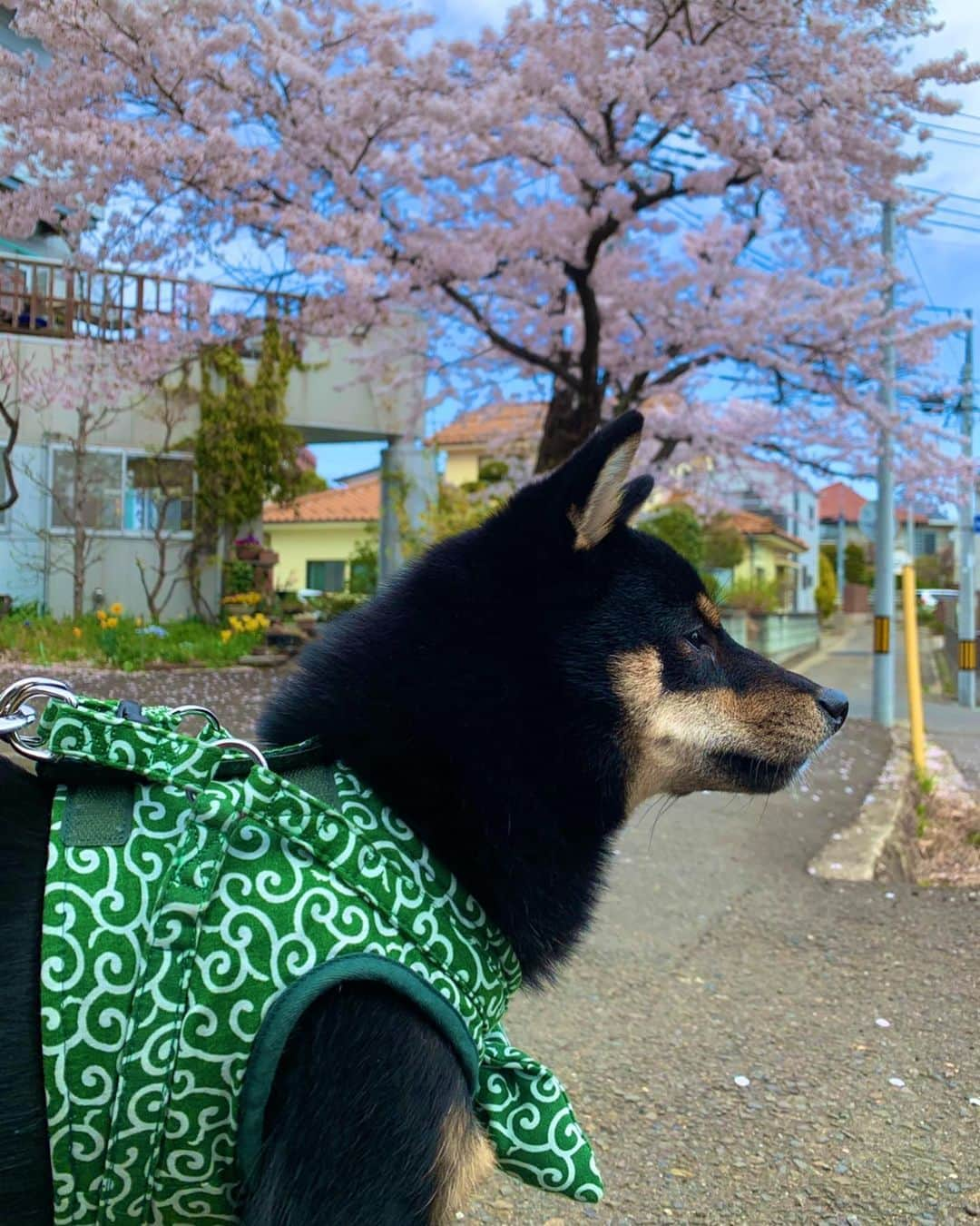 國武愛美さんのインスタグラム写真 - (國武愛美Instagram)「. 昨日は🐶愛犬の日🐶だったらしく(初めて知った🥺)れあくんとの出会いをちょっとだけ🤏❤︎ . . 実家でわんちゃん飼ってて、ずっと欲しいなぁーー飼いたいなぁーーって思ってたんです🥶ペットショップでわんちゃんみるの好きで、ペットショップ立ち寄ってわんちゃん見たりとかいつもしてました🐶れあを見つけた日もなんとなーくふら〜っと寄ったイオンのペットショップでその日デビューだった黒豆柴くんに出会いました👏🏾その子がれあくん✌︎ 出会うってこーゆーことなんだって🙄🙄よく聞くけど絶対そんなことないっしょ〜って私信じてなかったんですけど、出会いましたね。この子がいい！！！って、この子飼いたいっ！って本気で思って、、顔もかわいかったから今日決めなきゃ絶対次来たときにはもう居なくなってるって思ってその日に決断。。笑 決断してよかったってすっごく思います💗💗 毎日たくさんの癒しをくれるれあくん🙌🏽悪いこともするしハイパー元気で手に負えない時もあるけど🐶🤣(おすわりしかできなくて落ち着きがなくてバカ走りたくさんして大変だけど笑) やっぱりこの子にしてよかったってすっごく思います🥰 . . 簡単だけどこんな感じでれあくんと一緒に生きていくことになりました😚👏🏾👏🏾 みんなに可愛がられて幸せです🥶💗 これからもよろしくね〜れあくん🐶✌︎ . . #愛犬の日 #愛犬 #黒柴 #豆柴 #れあ #le'a #幸福 #幸せ #れあとの出会い」5月14日 16時01分 - kunitake_aimi