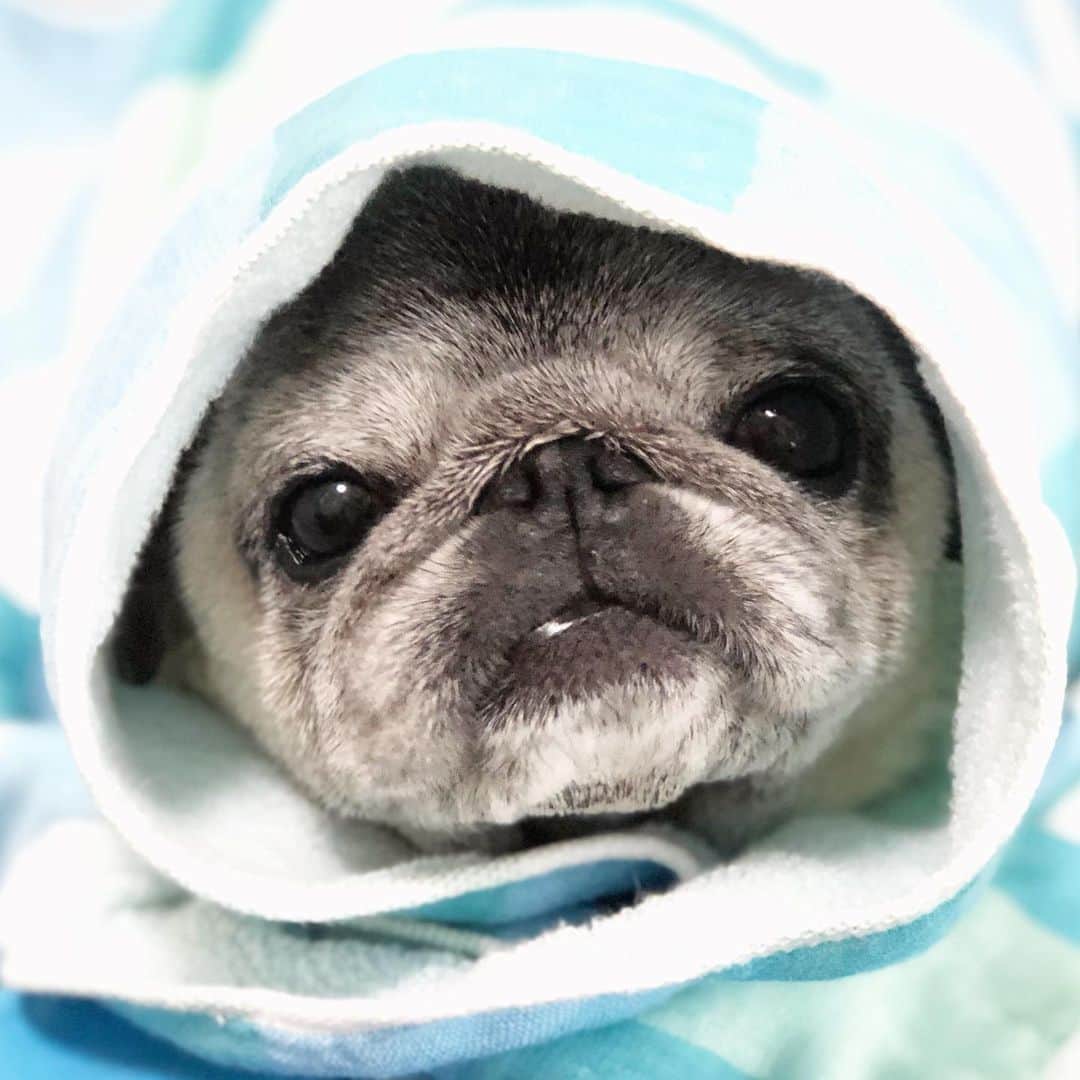 八兵衛のインスタグラム：「Hachibei🐶 * * 見えそうで 見えない * * #歯  #ほぼ黒パグ #おじいちゃん犬 #pug #puggy #puglife #puglove #petstagram #pugstagram #pugsofinstagram #pugs #dog #ふわもこ部  @igersjp #IGersJP #east_dog_japan #pecoイヌ部 #八兵衛 #はちべえ #朝ワンコ夕ニャンコ」
