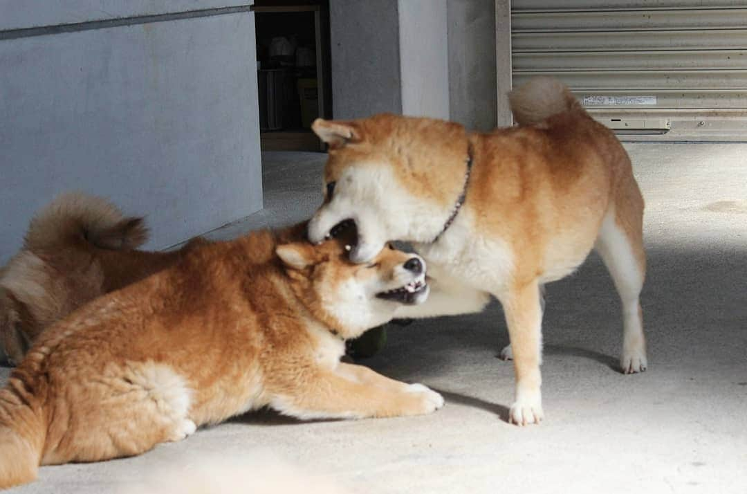 柴犬たま Shibainu Tamaさんのインスタグラム写真 - (柴犬たま Shibainu TamaInstagram)「ミケファミリーのブサ顔集 part1﻿ ﻿﻿﻿ Caption trans🇬🇧﻿﻿﻿ We have collected interesting faces from the Meekeh family. part1﻿ ﻿﻿﻿ #たま家族 #柴犬ミケ #ミケママ #柴犬トロ #柴犬ウニ #おしゅし兄弟 #仲良し兄弟 #仲良し親子 #ワンプロ #かなりひし形 #ふわもこ #プリケツ #しっぽモフモフ﻿ #ブサ顔﻿﻿ #やられ顔 #柴ドリル #shibedrill #shibadrill #柴犬 #shiba #shibainu #shibastagram #犬 #dog #柴犬子犬 #子犬 #shibapuppy #shibainupuppy #puppy #多頭飼い」5月14日 16時42分 - tama7653