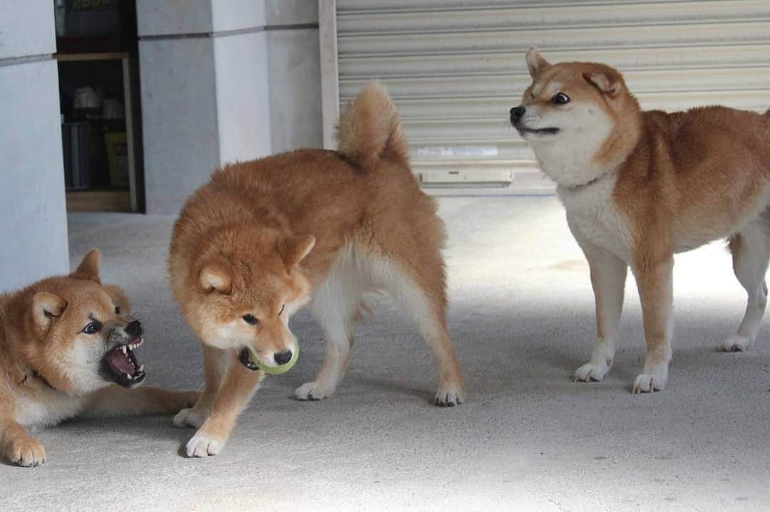 柴犬たま Shibainu Tamaさんのインスタグラム写真 - (柴犬たま Shibainu TamaInstagram)「ミケファミリーのブサ顔集 part1﻿ ﻿﻿﻿ Caption trans🇬🇧﻿﻿﻿ We have collected interesting faces from the Meekeh family. part1﻿ ﻿﻿﻿ #たま家族 #柴犬ミケ #ミケママ #柴犬トロ #柴犬ウニ #おしゅし兄弟 #仲良し兄弟 #仲良し親子 #ワンプロ #かなりひし形 #ふわもこ #プリケツ #しっぽモフモフ﻿ #ブサ顔﻿﻿ #やられ顔 #柴ドリル #shibedrill #shibadrill #柴犬 #shiba #shibainu #shibastagram #犬 #dog #柴犬子犬 #子犬 #shibapuppy #shibainupuppy #puppy #多頭飼い」5月14日 16時42分 - tama7653