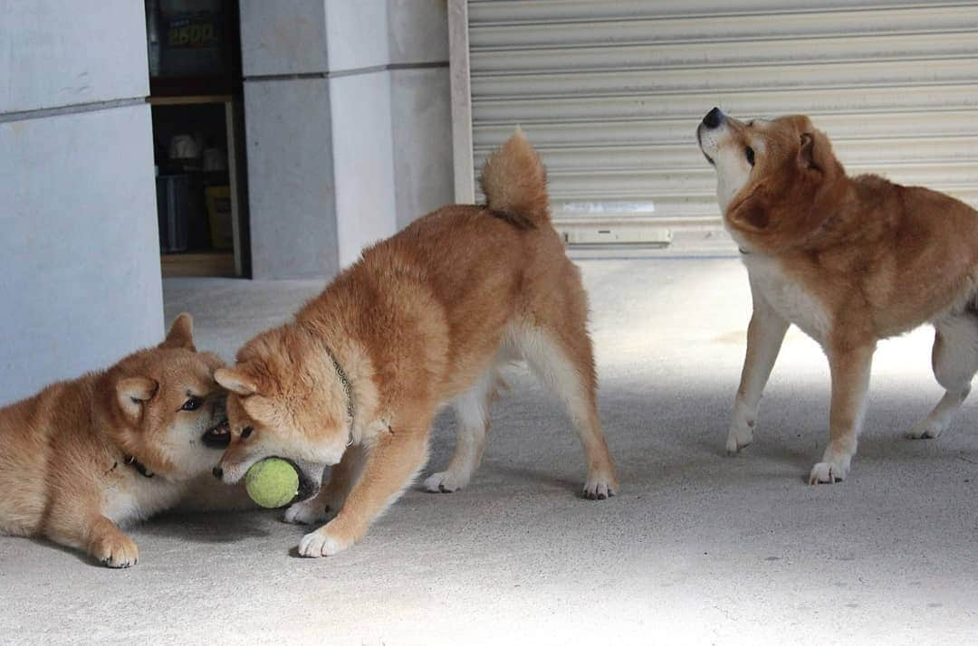 柴犬たま Shibainu Tamaさんのインスタグラム写真 - (柴犬たま Shibainu TamaInstagram)「ミケファミリーのブサ顔集 part1﻿ ﻿﻿﻿ Caption trans🇬🇧﻿﻿﻿ We have collected interesting faces from the Meekeh family. part1﻿ ﻿﻿﻿ #たま家族 #柴犬ミケ #ミケママ #柴犬トロ #柴犬ウニ #おしゅし兄弟 #仲良し兄弟 #仲良し親子 #ワンプロ #かなりひし形 #ふわもこ #プリケツ #しっぽモフモフ﻿ #ブサ顔﻿﻿ #やられ顔 #柴ドリル #shibedrill #shibadrill #柴犬 #shiba #shibainu #shibastagram #犬 #dog #柴犬子犬 #子犬 #shibapuppy #shibainupuppy #puppy #多頭飼い」5月14日 16時42分 - tama7653