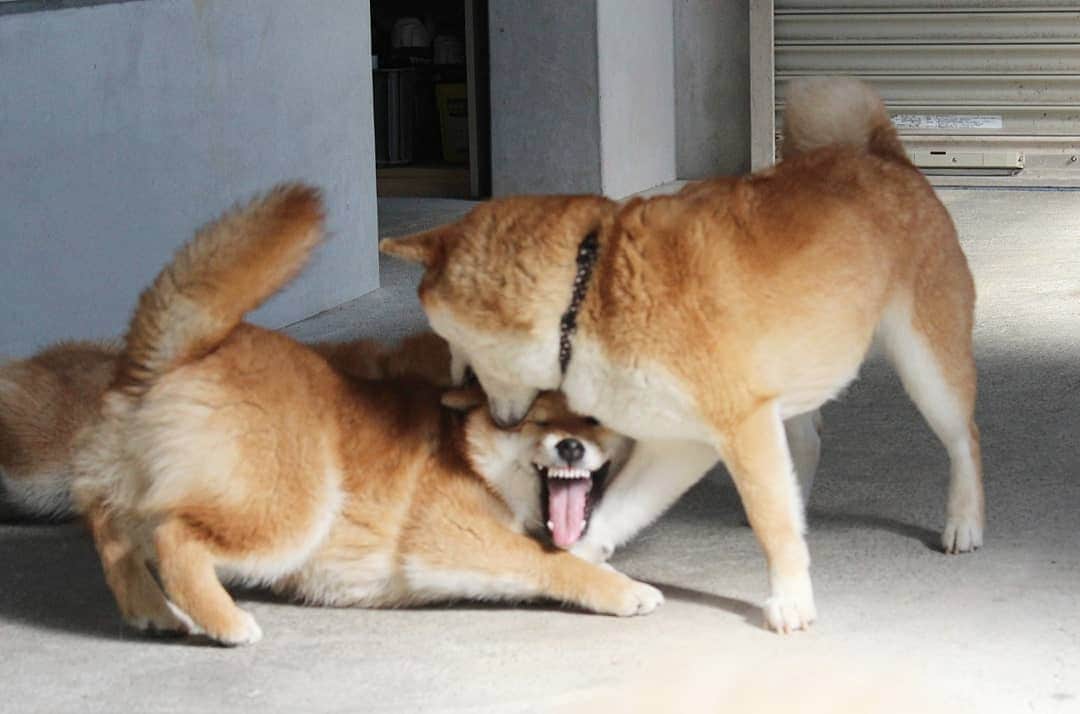 柴犬たま Shibainu Tamaのインスタグラム
